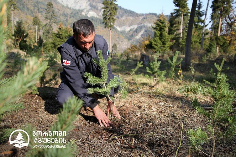 #ბორჯომიბუნებისგულშემატკივარის ეგიდით,  ბორჯომის პლატოს ტერიტორიაზე კავკასიური ფიჭვის 2000 ნერგი დაირგო