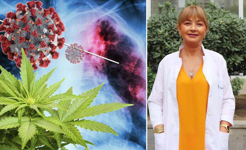 Covid 19 და მარიხუანა - რა პრობლემები ექმნებათ ინფიცირებულ მწეველებს: "მატულობს გულის შეტევის, ბრონქიტის რისკი, ქვეითდება იმუნიტეტი"