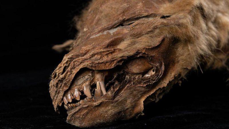 მგლის ლეკვი, რომლის მუმიაც კანადაში იპოვეს, 56 000 წლის წინ ცხოვრობდა - მეცნიერების უნიკალური აღმოჩენა