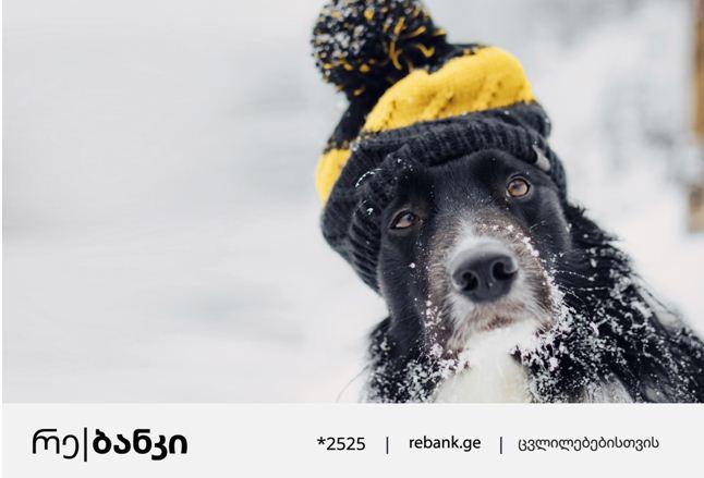 რე|ბანკი მიუსაფარ ცხოველებზე ზრუნვას განაგრძობს