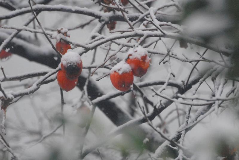 საქართველოს რომელ რეგიონებშია მოსალოდნელი თოვა 21-23 დეკემბერს?