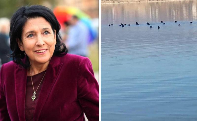 "მელოტა ისვენებს" - რა პოსტი გამოაქვეყნა "ფეისბუქში" სალომე ზურაბიშვილმა და რა არის მელოტა, რომლის გამოც პრეზიდენტი სოცქსელების დღის გმირია