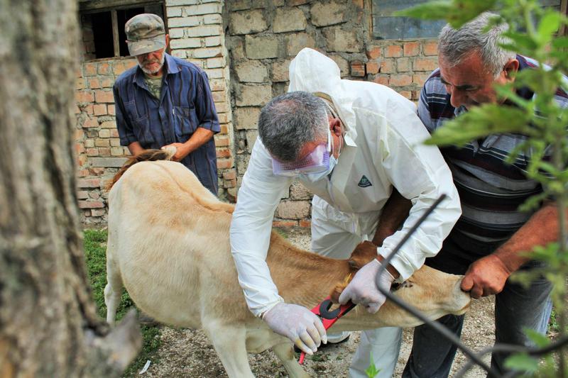 ცოფის შემთხვევების გამო,  ქობულეთის სოფელში კარანტინია - საშიშია თუ არა ადამიანისთვის ინფიცირებული პირუტყვი