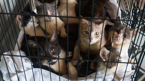 მახინჯაურში 75 კატა დაიხსნეს, რომლებიც 10 კვ/მეტრ ფართობში იყვნენ გამომწყვდეული