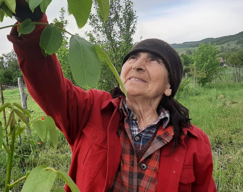 როგორ გავაშენოთ კაკლის ბაღი და  რა გავაკეთოთ ნარგავების სწორად მოსავლელად?  - რჩევებს გვაძლევს ევა ოთარაშვილი, რომელმაც თიანეთში ჯუჯა კაკლის ბაღი გააშენა