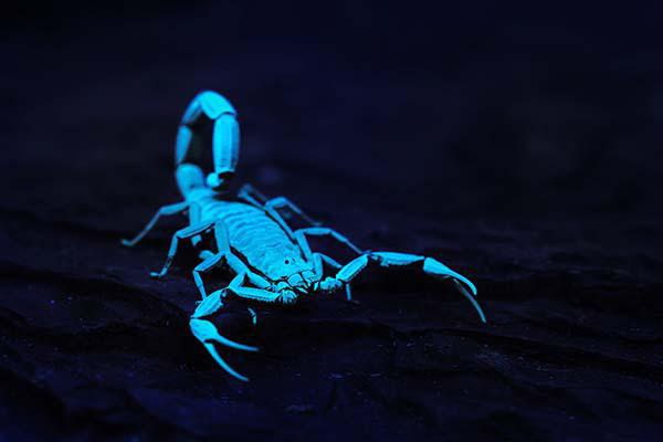 როგორი იქნება მარტი მორიელებისთვის - თვის ასტროლოგიური პროგნოზი