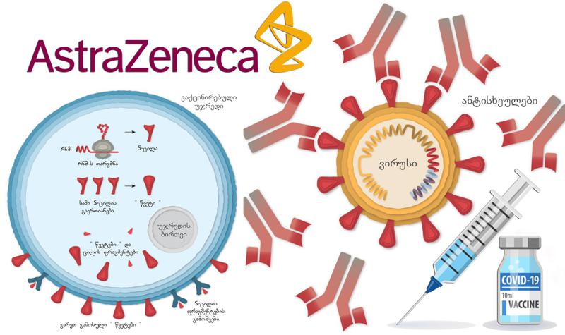 "AstraZeneca-ს ვაქცინა Covid-19-ისთვის უფრო ძლიერია, ვიდრე Pfizer-ისა და Moderna-ს რნმ ვაქცინები" - როგორ მუშაობს Oxford-AstraZeneca-ს ვაქცინა?