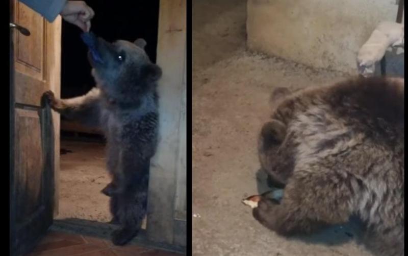 "დათვი, რომელიც შემოეჩვია ოჯახს და ყოველ დღე აკითხავს საკვებისთვის" - ვიდეო, რომელიც ინტერნეტჰიტად იქცა