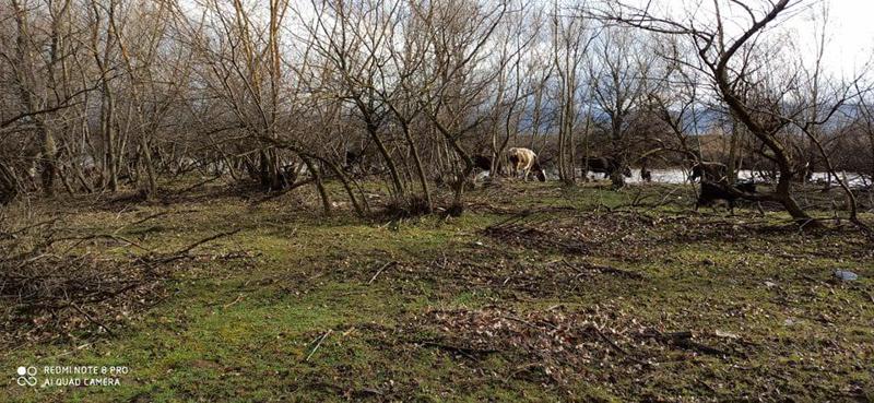 სამაშველო ოპერაცია გორში - რა ვითარებაა სოფელ ქვახვრელში, სადაც მტკვრის ადიდების შედეგად წარმოქმნილ კუნძულზე მეორე დღეა მწყემსები და პირუტყვია ჩარჩენილი