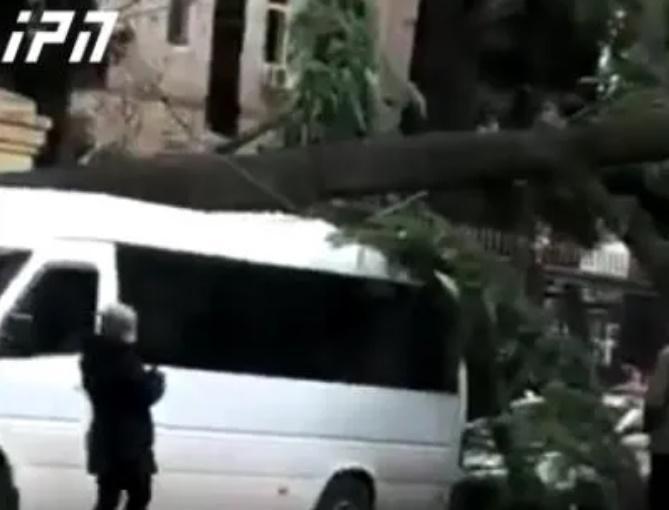 თბილისში, პირველი სამშობიაროს ეზოში ხე წაიქცა, რომელმაც ავტომობილი და მიკროავტობუსი მოიყოლა