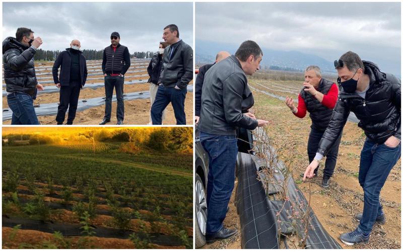 "სტუმარი ჩვენს მოცვის ბაღებში" - გიორგი გახარია ძმებ არველაძეებთან ერთად, ფოტოები ოზურგეთიდან