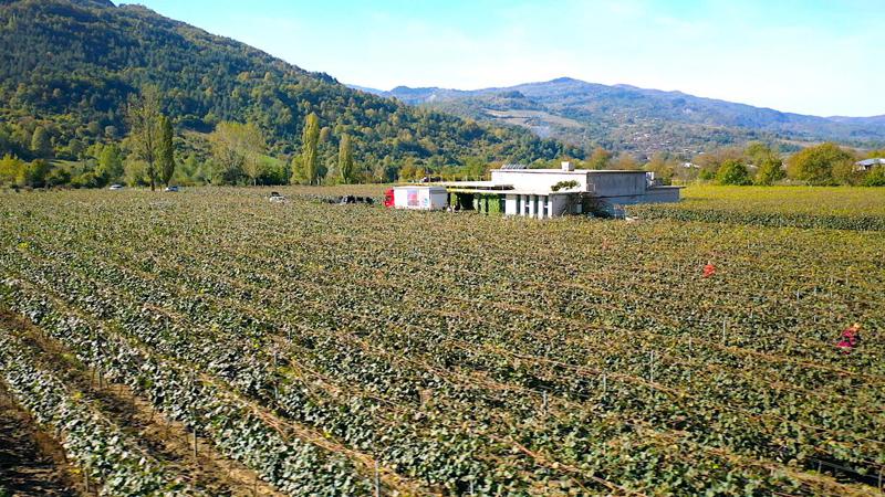 ჯივიესის ახალი შენაძენი რაჭაში