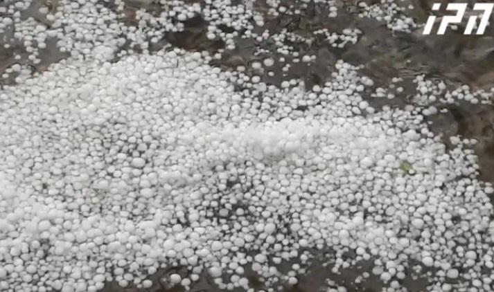 სტიქია კახეთში - სეტყვამ ვენახები და სასოფლო-სამეურნეო კულტურები დააზიანა