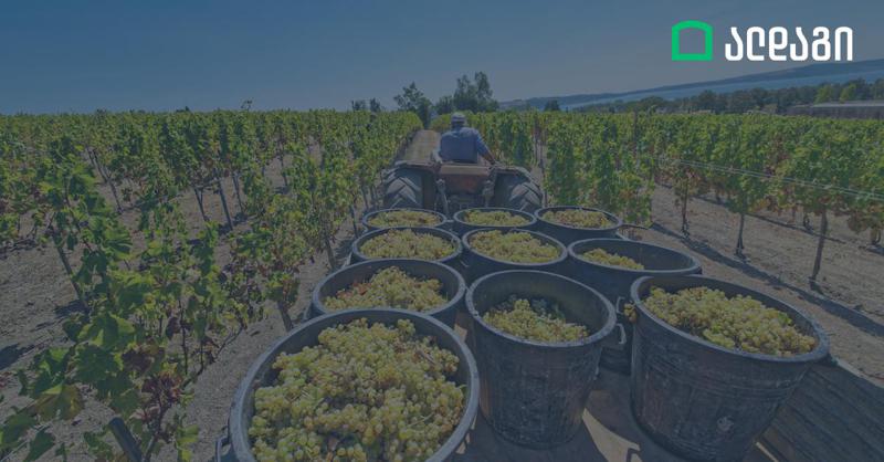 სადაზღვევო კომპანია ალდაგი კახეთში სტიქიისგან დაზიანებულ მოსავალს აანაზღაურებს