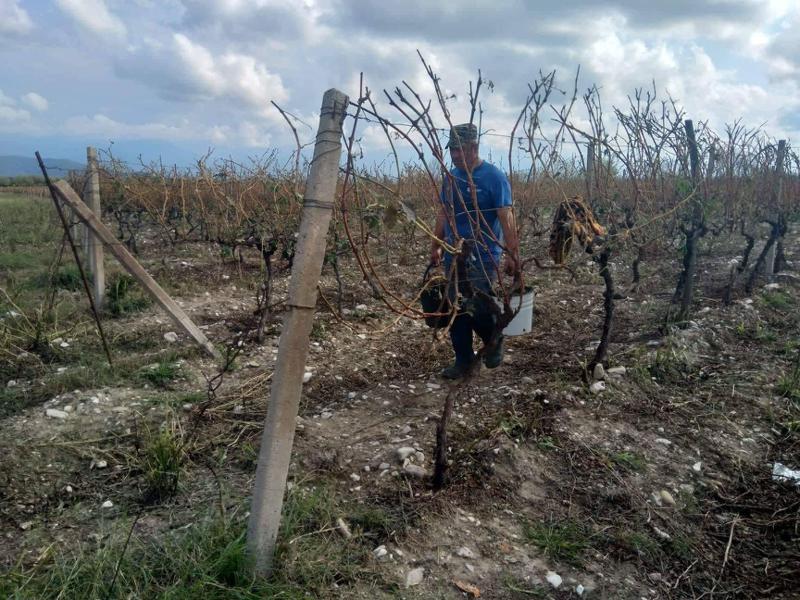 კახეთში სტიქიამ რამდენიმე სოფელი დააზარალა - დასეტყვილია ვენახები