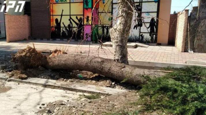 თემქაზე ძლიერი ქარის შედეგად ხე წაიქცა და რამდენიმე ავტომანქანას დაეცა