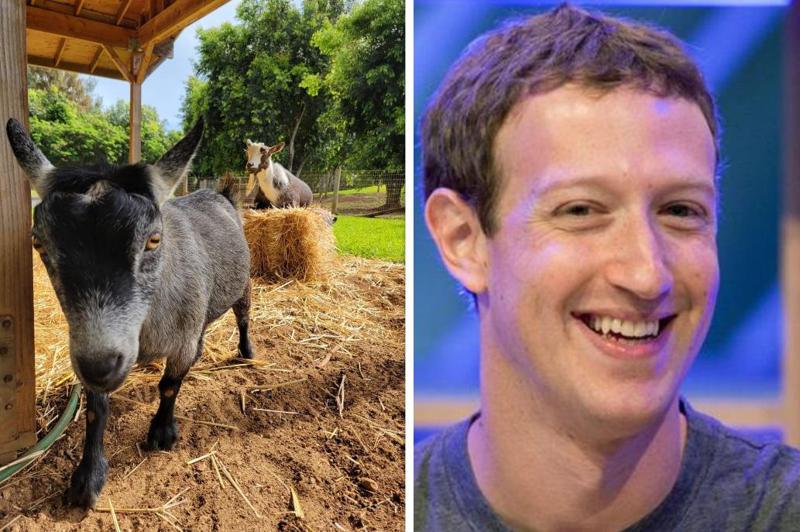 მსოფლიოში ყველაზე პოპულარული თხები, რომლებსაც კრიპტოვალუტის სახელები ჰქვიათ - მარკ ცუკერბერგმა საზოგადოებას მაქსი და ბიტკოინი გააცნო