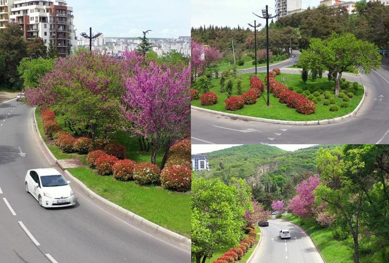"გაზაფხულის თბილისი" - რა ფოტოებს აქვეყნებს სოციალურ ქსელში დედაქალაქის მერი