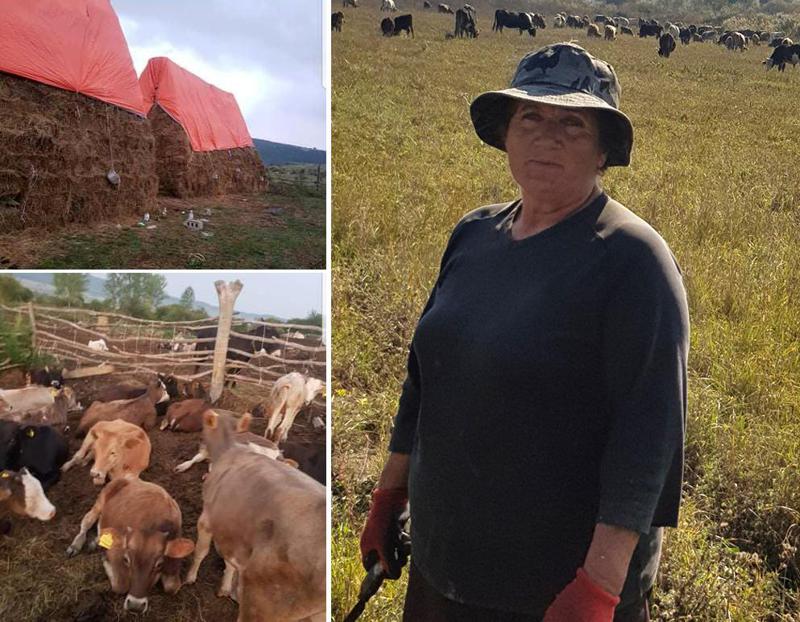 "70 ძროხას ვწველი და რძეს ვაბარებ, 70 ქათამი მყავს, ვამუშავებ მიწას..." - გაიცანით 63 წლის თიანეთელი ქალი, რომელიც უზარმაზარ მეურნეობას უძღვება