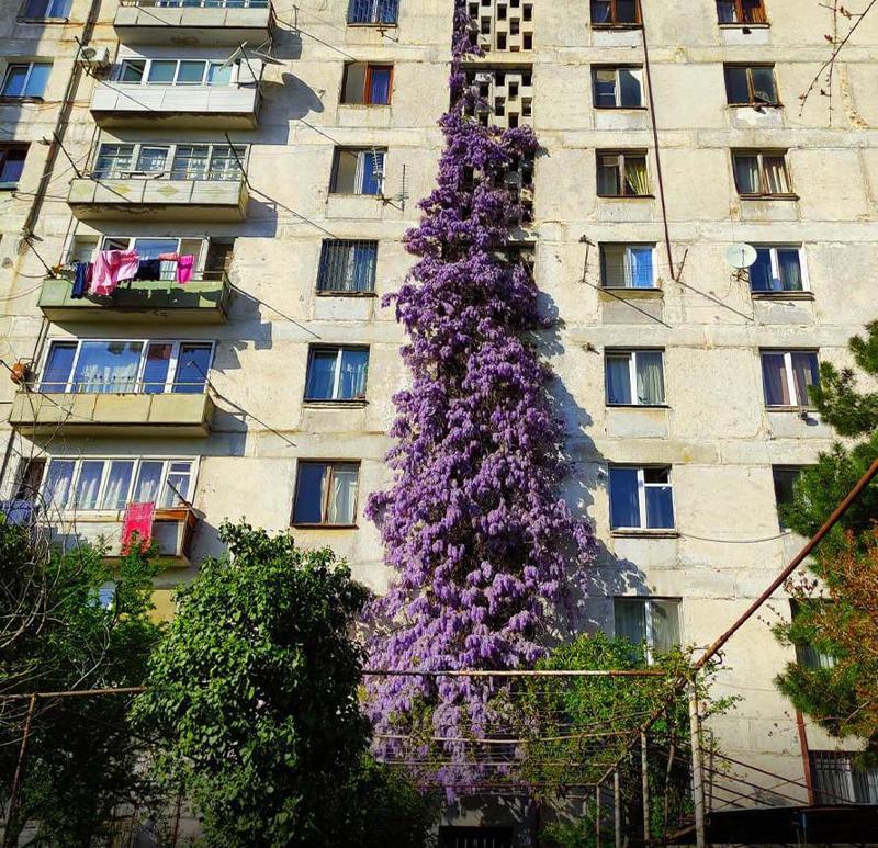 დღის ფოტო: კორპუსზე გაშენებული გლიცინია - ვინ დარგო მცენარე, რომელიც შენობის მთელ ფასადს ამშვენებს