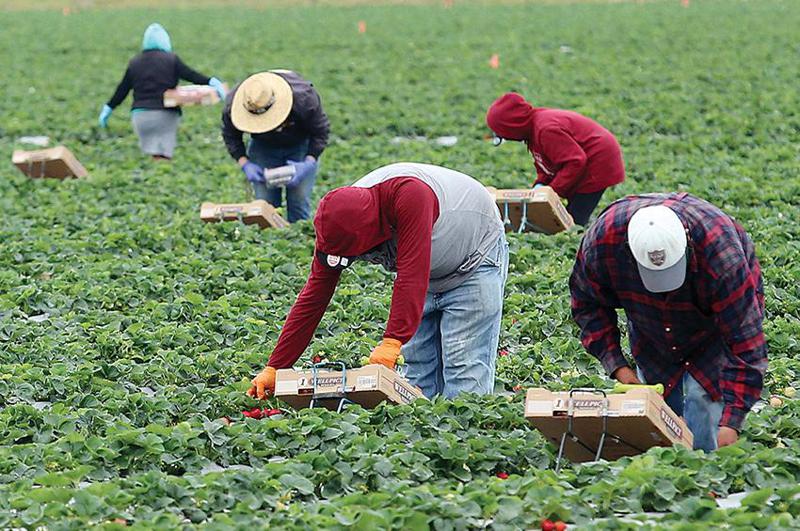 "მიღებული იქნა კონკრეტული ზომები მათი პირობების გაუმჯობესებისათვის" - რას ამბობენ დასაქმების სააგენტოში გერმანიაში მომუშავე საქართველოს მოქალაქეებზე