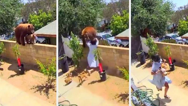 17 წლის გოგონას უშიშარი ქმედება - როგორ გადაარჩინა მან ძაღლები დათვის თავდასხმისგან