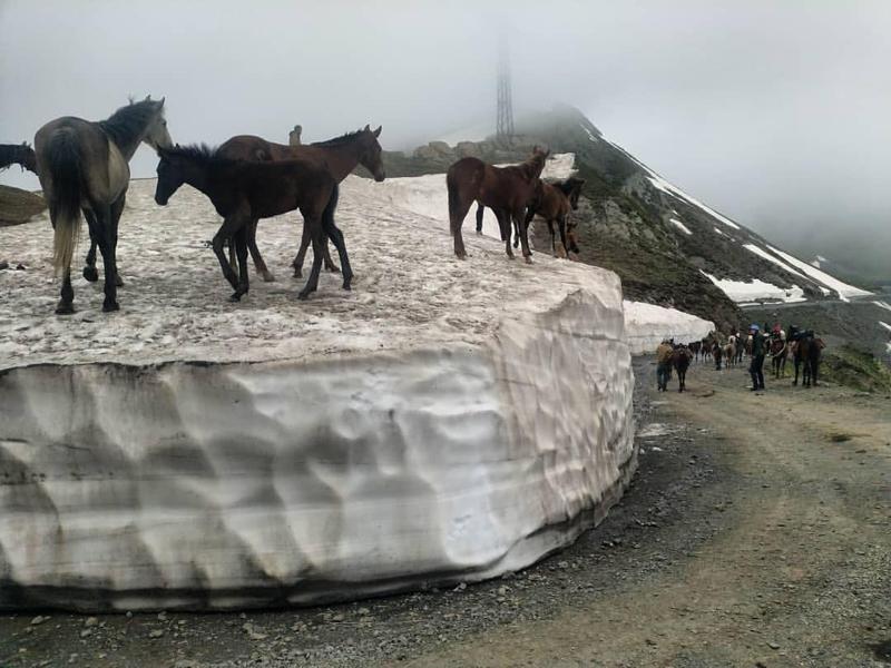 დღის ფოტო თუშეთიდან - ცხენები თოვლიან უღელტეხილზე...