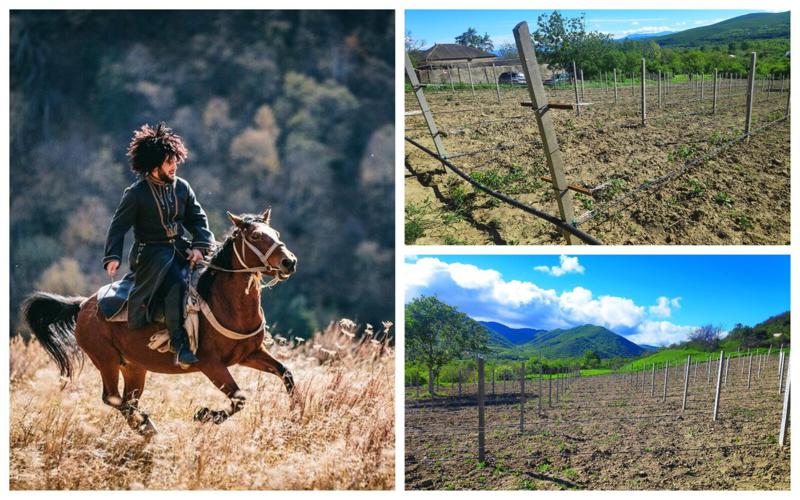 "ჩვენი სახლის მიმდებარედ პოლიცია და ჯარი დგას..." - გაიცანით დუშელი ახალგაზრდა, რომელმაც საოკუპაციო ხაზთან მომავლის ბაღები გააშენა