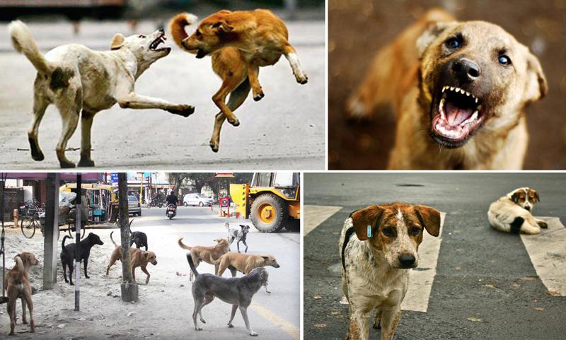 NDI-ის კვლევის მიხედვით, გამოკითხულთა 68%-ს ქუჩის/უპატრონო ძაღლების პრობლემა აწუხებს