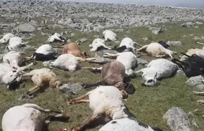 ნინოწმინდის მუნიციპალიტეტში  მეხის ჩამოვარდნის შედეგად 530 სული ცხვარი დაიღუპა