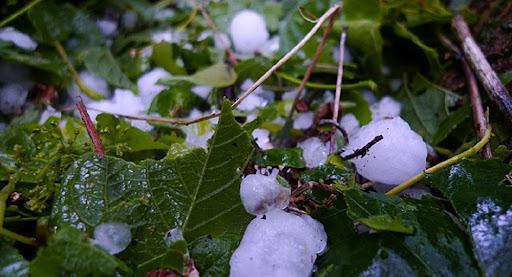 მევენახე, რომელსაც მოსავალი სრულად გაუნადგურდა, 1 ჰა-ზე 3000-ლარიან კომპენსაციას მიიღებს - რა ინფორმაციას ავრცელებს ღვინის ეროვნული სააგენტო