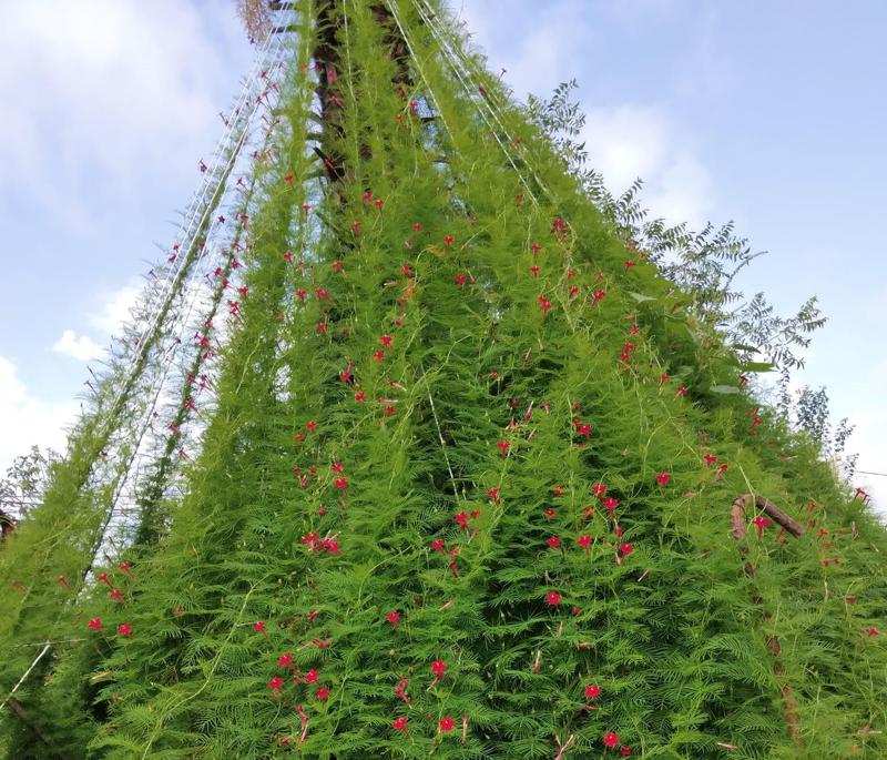 მცენარე, რომელსაც ცოცხალ ღობედ იყენებენ, საქართველოშიც გავრცელებულია: "5 მეტრამდეც იზრდება და დიდ ფართობს ფარავს"