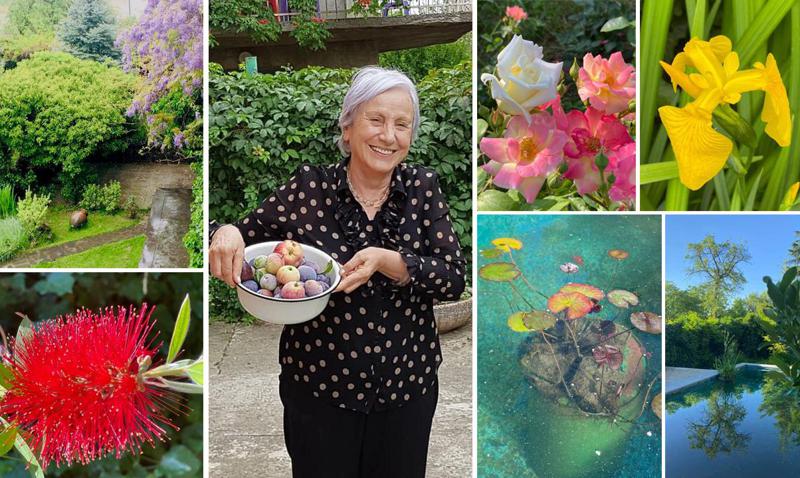 "ნაძვები აშშ-ის თეთრი სახლის ეზოდან მოვიპარე..." - პროფესორი საგარეჯოდან, რომელმაც საკუთარ ეზოში 42 წლის წინ ულამაზესი ბაღი გააშენა და დღემდე უვლის