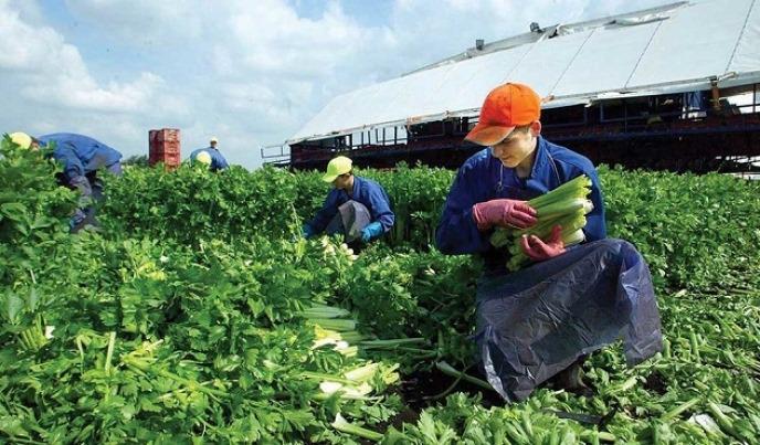 "საქმე სასამართლოშია, მათი როგორც მინიმალური ხელფასების, ისე სამუშაო და ჰიგიენის ნორმების პირობები იყო დარღვეული" - რა ხარვეზები გამოიკვეთა გერმანიაში დასაქმების პროგრამაში