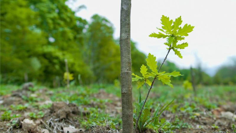 კომპანიამ „ტოიოტა ცენტრი თეგეტა“ უნიკალური მუხის 1000 ნერგი დარგო
