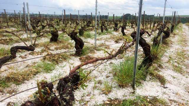 "აჭარა ნახევრად დატბორილია, ფერმერული მეურნეობები განადგურებული; კახეთში სეტყვამ რაც ქნა, ვნახეთ" -  ამ ვითარებაში სარგებლობენ თუ არა ფერმერები აგროდაზღვევით და რა უნდა გაკეთდეს მეურნეობების დასაცავად?