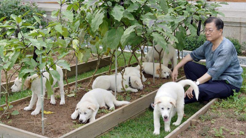 სამხრეთ კორეის პრეზიდენტი მოსახლეობას სთხოვს, რომ ძაღლის ხორცის ჭამის აკრძალვაზე იმსჯელონ, მაგრამ კორეელების ნაწილი ამის წინააღმდეგია - "ეს ჩვენი ტრადიციაა"