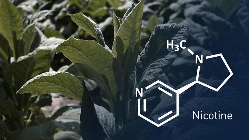 ნიკოტინის დემონიზაცია: რა ვნებს მწეველთა ჯანმრთელობას?