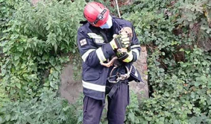 ქუთაისში, ჯაჭვის ხიდთან, კლდეზე დარჩენილი ლეკვი მეხანძრე-მაშველებმა გადაარჩინეს და უსაფრთხო ადგილას ჩაიყვანეს