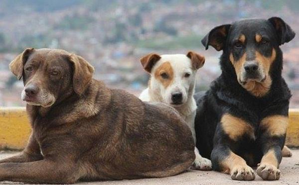 პატრონის მიერ ძაღლისა და კატის მიტოვება,  შესაძლოა, ადმინისტრაციული წესით დასჯადი გახდეს