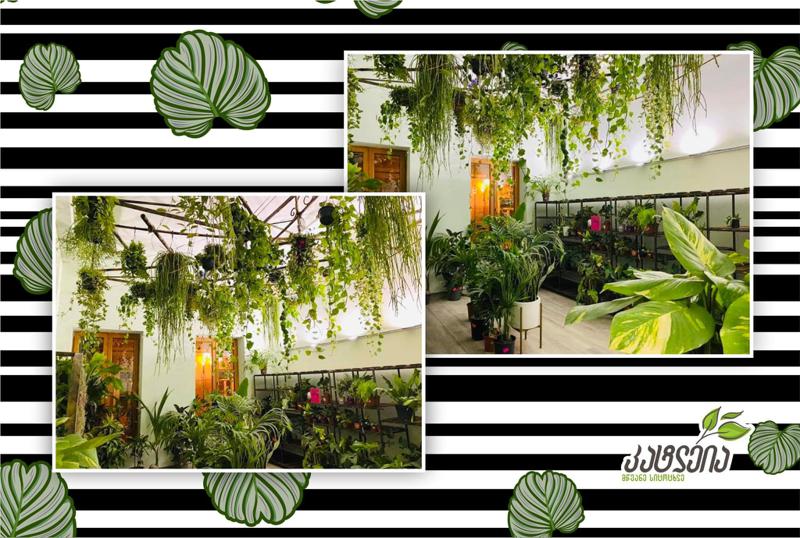 სიახლე  მწვანე სიცოცხლის მოყვარულებს - კატლეია ახალ ფილიალს ხსნის