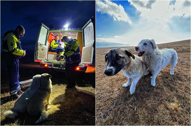 "როდესაც გეგიმ ფეხი იტკინა, ასე ერთად ისხდნენ და თვალს არ აშორებდნენ... გვიცავდნენ" - მოლაშქრეებისა და სამცხე-ჯავახელი ძაღლების მეგობრობის ისტორია