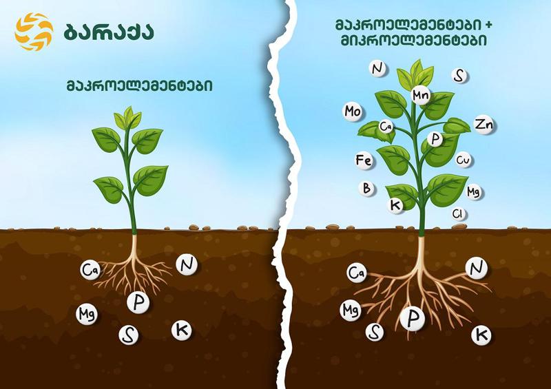 გინდათ უხვი მოსავლის მიღება? - მაშინ სასუქში შემავალ მიკროელემენტებზე უფრო მეტი უნდა გაიგოთ