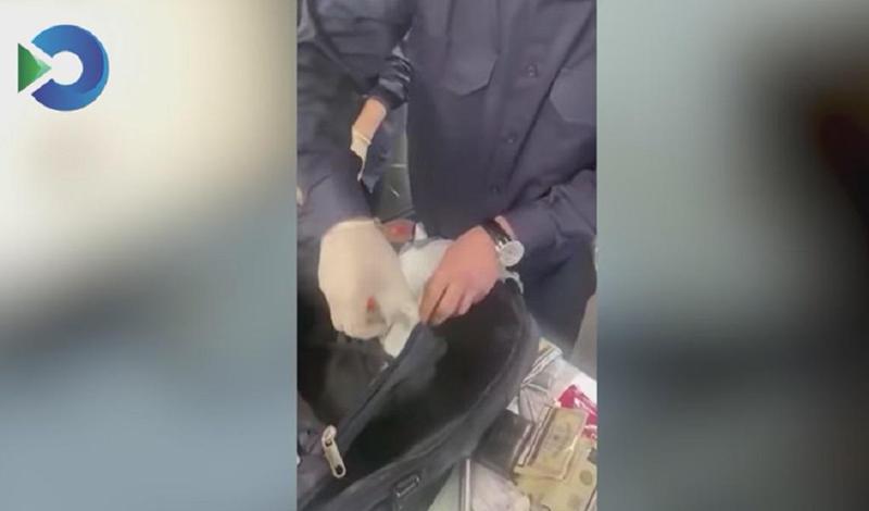 როგორ აღმოაჩინეს თბილისის აეროპორტში 2 კგ "კოკაინი" - "თურქეთის მოქალაქეს სამგზავრო ჩანთაში მოწყობილ სპეციალურ სამალავში ჰქონდა" (ვიდეო)
