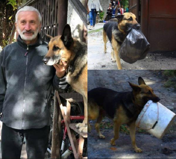 "სახლში შემოდის თუ არა, კარს ხურავს, ნაგვის გადაყრას ვერ დაასწრებ, სტუმარს ჩანთას ჩამოართმევს და  მოაქვს... " - გაიცანით რაჭველი "ბობო" გასაოცარი უნარებით