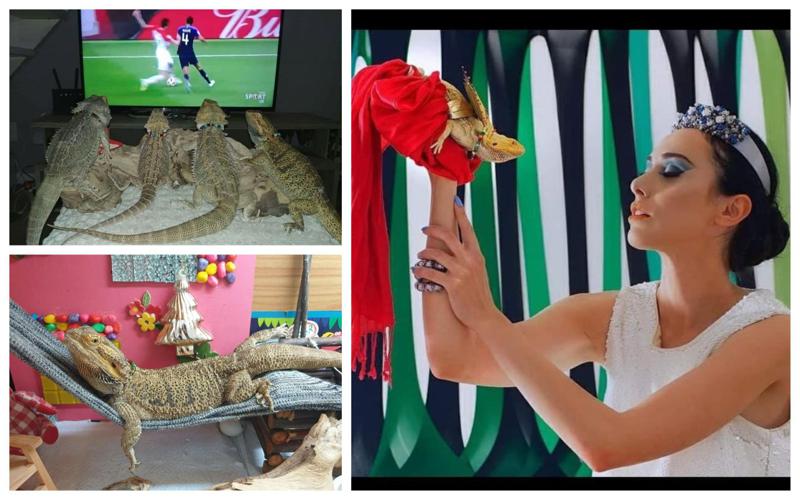 "აქ თითქმის ყველას ჰყავს "წვერებიანი დრაკონი"... პატარა ბავშვები მათთან ერთად იზრდებიან" - აფრიკაში მყოფი ქართული ოჯახის ეგზოტიკური ცხოვრება რეპტილიებთან ერთად