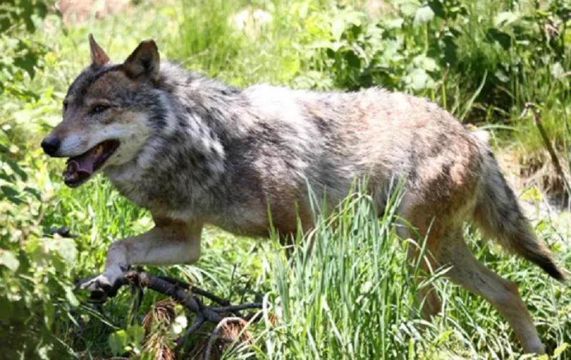 წყალტუბოში მგელმა სამი ადამიანი დაკბინა