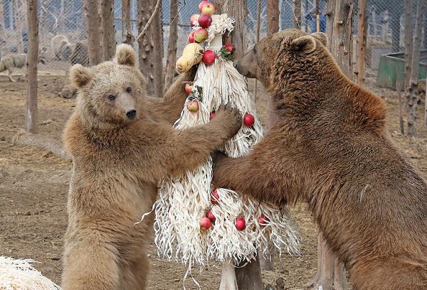 "ჩვენებურმა დათვებმა რომ მოილხინეს, სულ სხვაგვარი მოლხენა იყო" - რაში სჭირდებათ ცხოველებს ჩიჩილაკები? (ფოტოები)