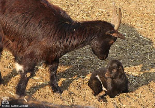 "ციკანი სიკვდილისთვის იქნებოდა განწირული" - თბილისის ზოოპარკის განმარტება მათი ბინადარი ციკნის მდგომარეობაზე, რომელიც სოციალურ ქსელში განსჯის საგანი გახდა