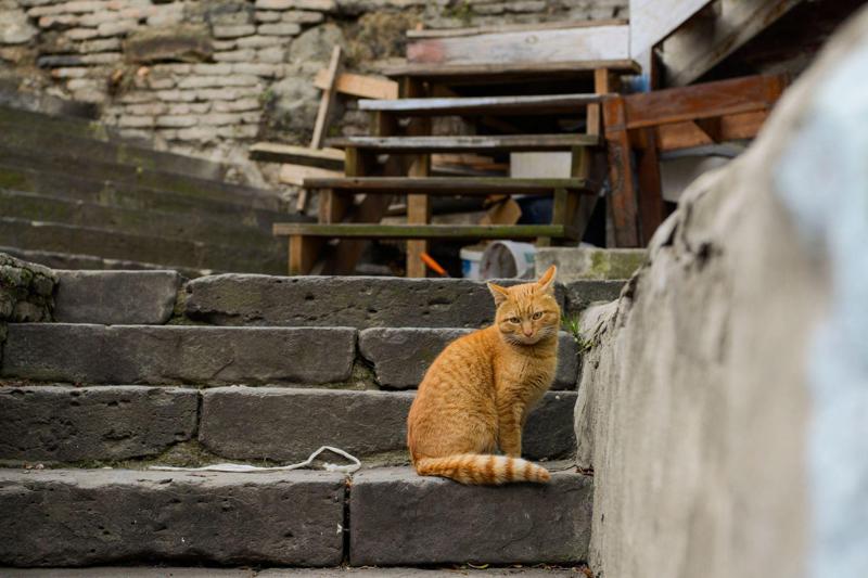 "თეგეტასა“ და Animal Project-ის ზრუნვა მიუსაფარ კატებზე